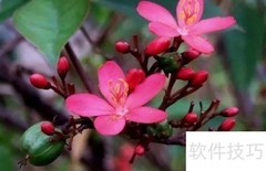 花木逢春的含义解析