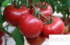 西红柿：水果还是蔬菜？