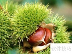板栗是水果还是蔬菜？