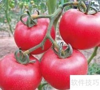 水果蔬菜挑选小技巧