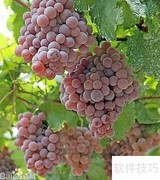 水果蔬菜清洗小妙招