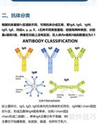 正确选择抗体的实用指南