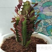 彩云阁养护全攻略