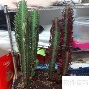 彩云阁养护全攻略