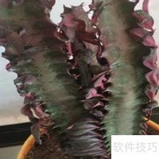 彩云阁养护全攻略