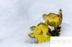 冰凌花的药用功效与作用
