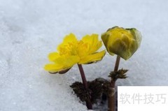 冰凌花的药用功效与作用
