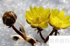 冰凌花在江苏有分布吗