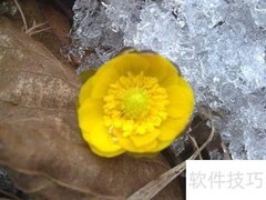 冰凌花的药用功效与作用