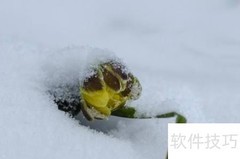 冰凌花的药用功效与作用