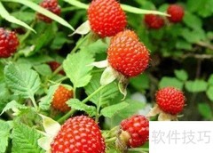 野草莓的别名有哪些