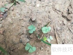 韭菜地野草识别技巧