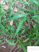 韭菜地野草识别技巧