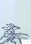 钢笔画教程：优雅野草