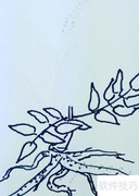 钢笔画教程：优雅野草