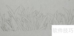 钢笔画野草技法详解