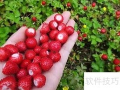 野草莓酸奶奶昔：清爽好味