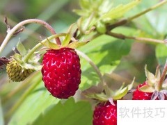 野草莓的功效有哪些