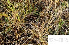 冬天野草腐烂需多久