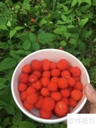 野草莓芹菜汁：清新健康饮品