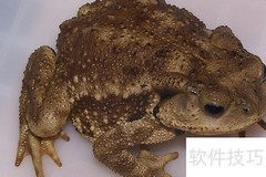 中国蛙类图鉴