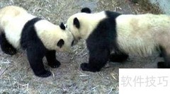 中国大熊猫团体认养指南