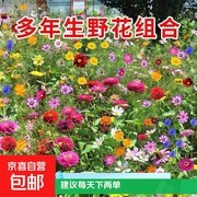 原价12.1元野花组合种子，用券仅0.1元速抢！