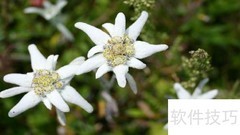 雪绒花人教版年级归属
