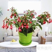 宝莲灯花卉养护要点
