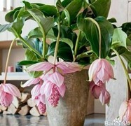 宝莲灯花卉养护要点