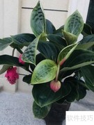宝莲灯花卉养护要点