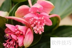 宝莲灯养护全攻略