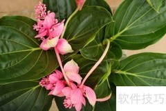宝莲灯养护全攻略
