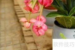 宝莲灯养护全攻略