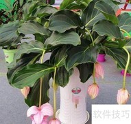 宝莲灯花蕊期养护要点