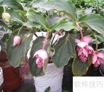 宝莲灯花蕊期养护要点