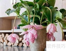 宝莲灯花蕊期养护要点