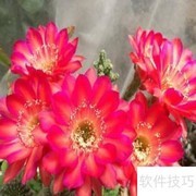 宝莲灯仙人球养护指南