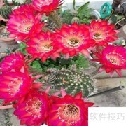 宝莲灯仙人球养护指南