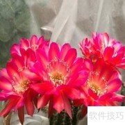 宝莲灯仙人球养护指南