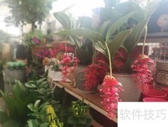 宝莲灯养护全攻略