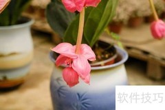 宝莲灯养护全攻略