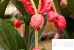 宝莲灯养护全攻略
