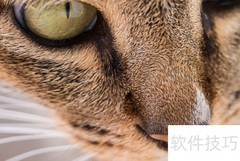 猫是否哑巴？一招辨别