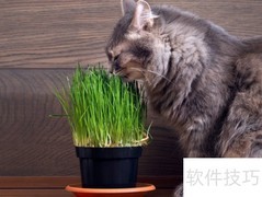 猫是否哑巴？一招辨别