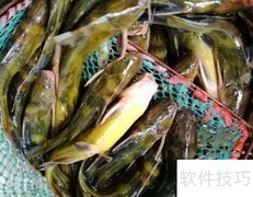 汪丫鱼的营养与健康功效