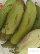 茄子小炒，香嫩下饭