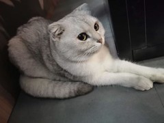 古代战争：家园建设攻略