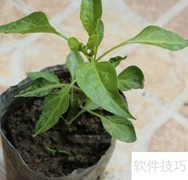 大富贵树室内养护技巧