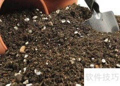 大富贵树室内养护技巧